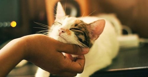5 Reasons Why You Should Date an Animal Lover 5 Reasons Why You Should Date an Animal Lover